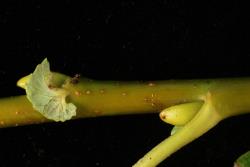 Salix myricoides. Stipule.
 Image: D. Glenny © Landcare Research 2020 CC BY 4.0